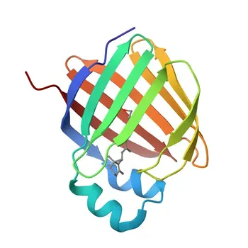 Anticorpo Policlonale Anti-RBP1 per WB, IF/ICC, IF-P, ELISA - P09455