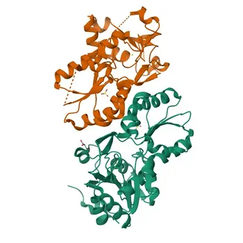 Anticorpo policlonale anti-LHPP per WB, IF/ICC, ELISA - Q9H008