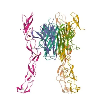 Anticorpo policlonale anti-TNFRSF6B per WB, ELISA - O95407