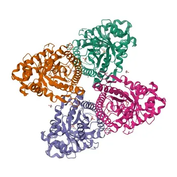 Anticorpo Policlonale Anti-ALDOA per WB, IF/ICC, ELISA - P04075