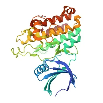 Anticorpo Policlonale di Coniglio Anti-TGF beta Recettore II (TGFBR2) per WB, IHC-P, IF/ICC, ELISA - P37173