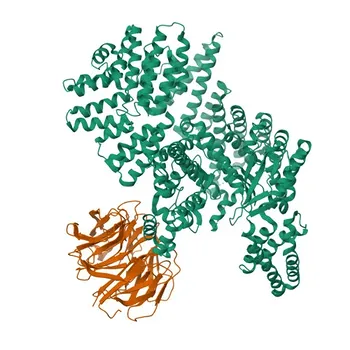 Anticorpo policlonale Anti-MLST8 per WB, IHC-P, IF/ICC, ELISA - Q9BVC4