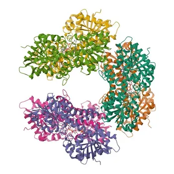 Anticorpo policlonale coniglio anti-UGDH per WB e ELISA - O60701