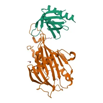 Anticorpo policlonale anti-COL4A3BP (CERT, GPBP, STARD11) - Q9Y5P4