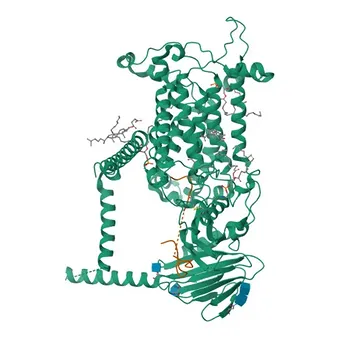 Anticorpo Policlonale Anti-PROS1 per WB, ELISA - P07225