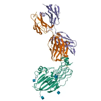 pAb di coniglio Phospho-ALK-Y1096 per WB, ELISA - Q9UM73