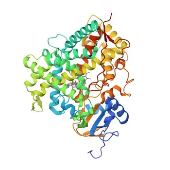 Anticorpo Policlonale Anti-CYP1A2 per WB, IF-P, ELISA - P05177