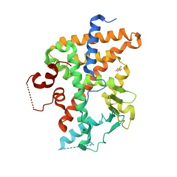 Anti-PXR Polyclonal Antibody for WB, ELISA - O75469