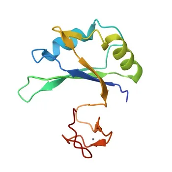 Anti-RBM5 Polyclonal Antibody for WB, ELISA - P52756