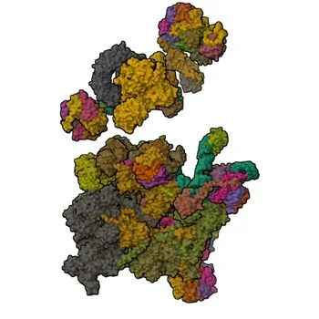 Anticorpo policlonale coniglio anti-PRPF4B per WB e ELISA - Q13523