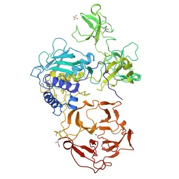 Anti-MMP2 Kaninchen-Polyclonalkörper für WB, IF/ICC, ELISA - P08253