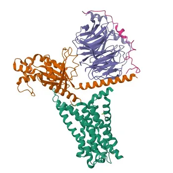 Anticorpo policlonale di coniglio Anti-ADGRL4 per WB e ELISA - Q9HBW9