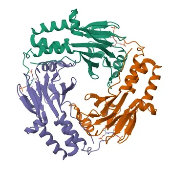 Anticorpo Monoclonal Anti-Fosfo-Smad2-S465/S467 para WB - Q15796
