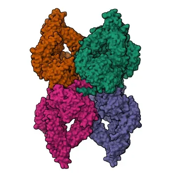 Anticorpo policlonale di coniglio anti-Alpha-2-Macroglobulina (A2M) per WB, ELISA - P01023
