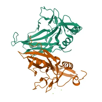 Anticorpo policlonale di coniglio anti-TBX5 per WB, ELISA - Q99593