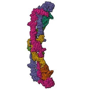 Anti-KNTC1 Rabbit Polyclonal Antibody for WB, ELISA - P50748