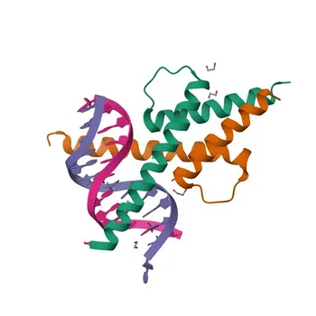 Anti-TCF4 Rabbit Polyclonal Antibody for WB, IF/ICC, ELISA - P15884