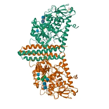 Anticorpo Policlonale Anti-FUT8 per WB, ELISA - Q9BYC5