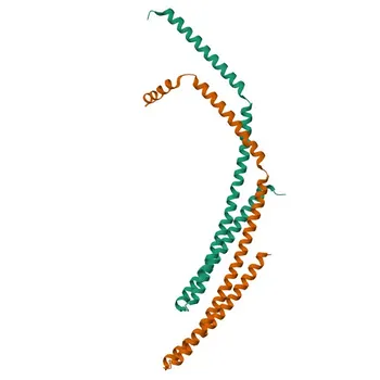 Anti-CHMP2A Polyclonal Antibody for WB, ELISA - O43633