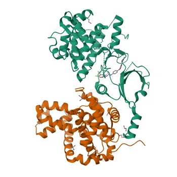 Anti-Cyclin C Polyclonal Antibody for WB and ELISA - P24863