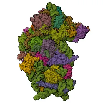 Anticorpo policlonale Anti-DENR per WB, IHC-P, ELISA - O43583