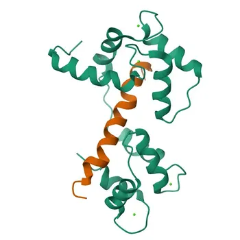 Anticorpo policlonale anti-ATP2B4 per WB, ELISA - P23634