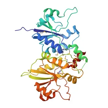 Anticorpo policlonale anti-PCYT2 per WB, ELISA - Q99447