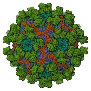 Anticorpo Policlonale Anti-KREMEN1 per WB, ELISA - Q96MU8