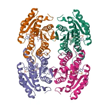 Anticorpo policlonale coniglio anti-DHRS11 per WB e ELISA - Q6UWP2