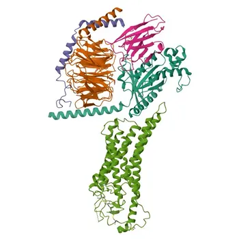 Anticorpo policlonale anti-FZD6 per WB, ELISA - O60353