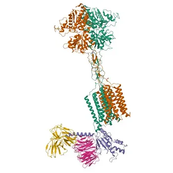 Rabbit Anti-GNAI3 Polyclonal Antibody for WB, IF/ICC, IP, ELISA - P08754