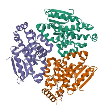 Anticorpo policlonale Anti-ECI1 per WB, IHC-P, IF/ICC, ELISA - P42126