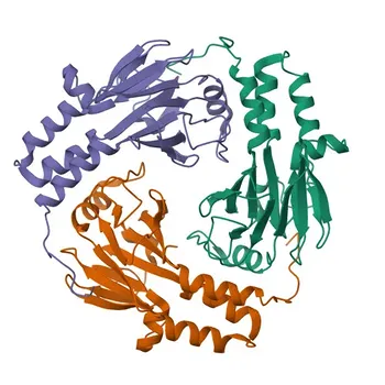 Anti-Fosfo-SMAD1-S463/S465+SMAD5-S463/S465+SMAD9-S465/S467 Coniglio mAb per WB, IHC-P, IF/ICC, ELISA - Q15797/Q99717/O15198