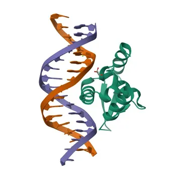 Anticorpo Policlonale Anti-FOXN3 per WB e ELISA - O00409