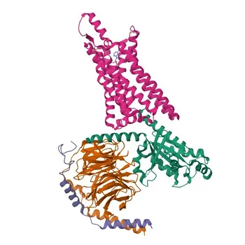 Anti-GNAI2 Rabbit Polyclonal Antibody for WB, IF/ICC, ELISA - P04899