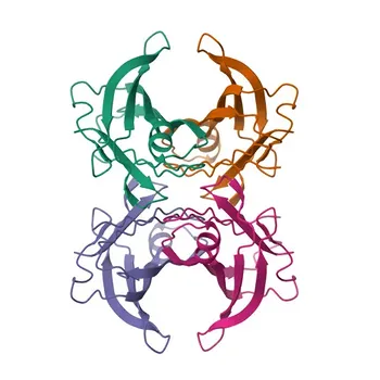 Anticorps Polyclonal de Lapin Anti-Transthyrétine (TTR) pour WB, IHC-P, ELISA - P02766