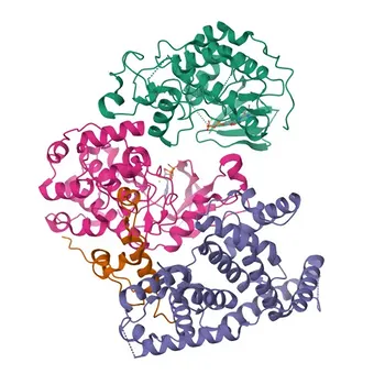 Anticorpo Policlonale Anti-CDK11B per WB, IF/ICC, ELISA - P21127