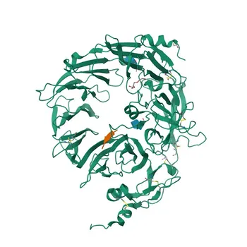 Anticorpo Policlonale Anti-NTS per WB, IF-P, ELISA - P30990