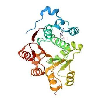 Anti-DDX47 Polyclonal Antibody for WB, ELISA - Q9H0S4