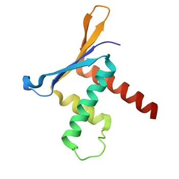 Anticorpo policlonale anti-ERH per WB e ELISA - P84090
