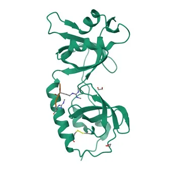 Anticorpo Policlonale Anti-TDRD1 per WB, ELISA - Q9BXT4