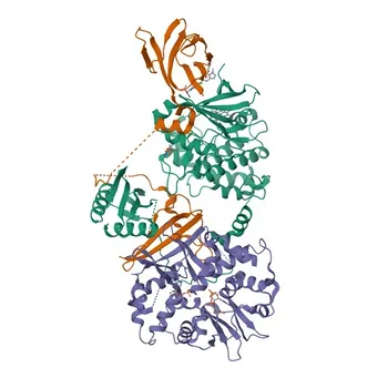 Anti-AMPKα2 Rabbit Polyclonal Antibody for Energy Metabolism Research - P54646