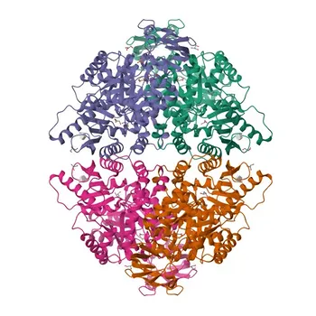 Anti-PKM2 Rabbit Polyclonal Antibody for WB, IF/ICC, ELISA - P14618