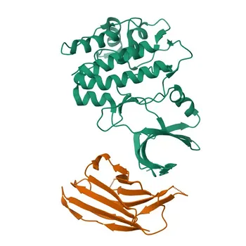 Anti-TRIB2 Polyclonal Antibody for WB, ELISA - Q92519