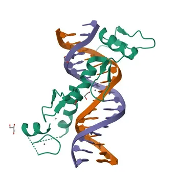Anticorpo Policlonal Anti-WT1 para WB, IHC-P, ELISA - P19544