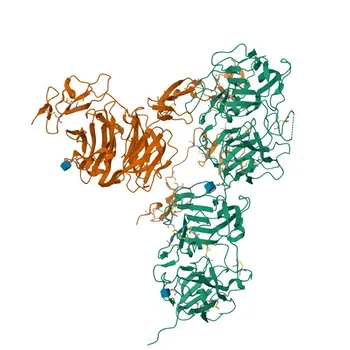 Anticorpo policlonale coniglio Anti-ApoER2/LRP8 per WB, IF, IHC, ELISA - Q14114