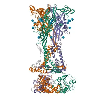 Anticorpo Policlonale Anti-P2RX7 per WB, ELISA - Q99572