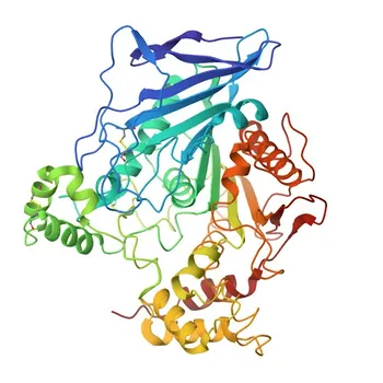 Anti-CEL/Bile Salt-Activated Lipase Polyclonal Antibody for WB, ELISA - P19835