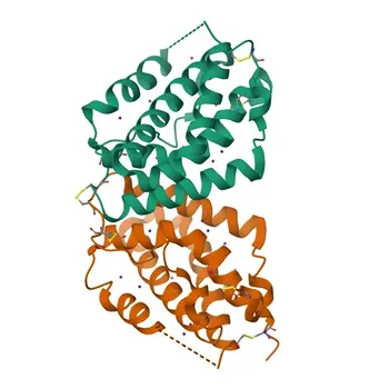 Anticorpo policlonale Anti-IFNL3 per IHC-P e ELISA - Q8IZI9