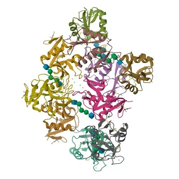 Anticorpo policlonale di coniglio anti-CD209 per WB, IF/ICC, ELISA - Q9NNX6